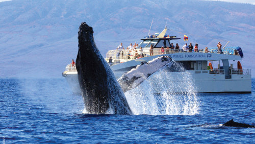 whale watch boat